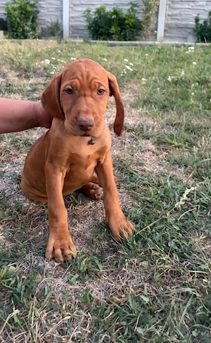 Căţeluşi "Vizsla maghiar "  9 saptamani! - imagine 2