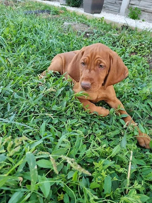Căţeluşi "Vizsla maghiar "  9 saptamani! - imagine 3