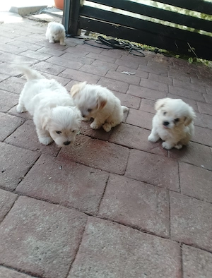 Bichon maltez talie mica