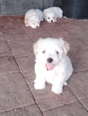 Bichon maltez talie mica  - imagine 3