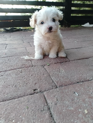 Bichon maltez talie mica  - imagine 5