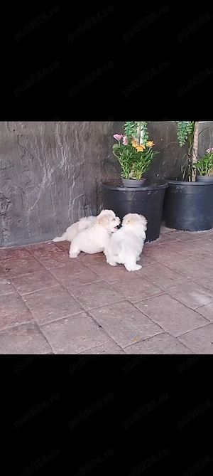 Bichon maltez talie mica 