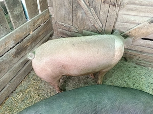 Vand 2 porci  - imagine 4