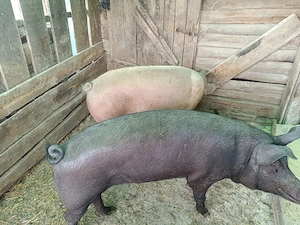 Vand 2 porci  - imagine 3