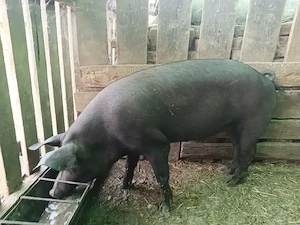 Vand 2 porci  - imagine 2
