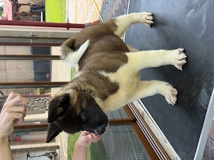 Mascul Akita american pedeegre tip A