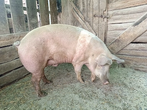 Vand 2 porci  - imagine 5