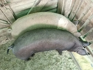 Vand 2 porci 