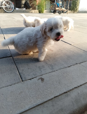 Bichon maltez talie mica - imagine 4