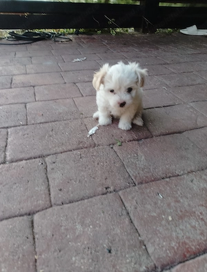 Bichon maltez talie mica - imagine 2