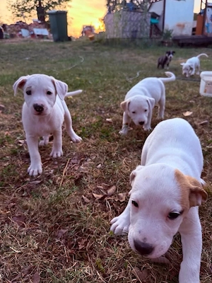 Donez catei amstaff   - imagine 2