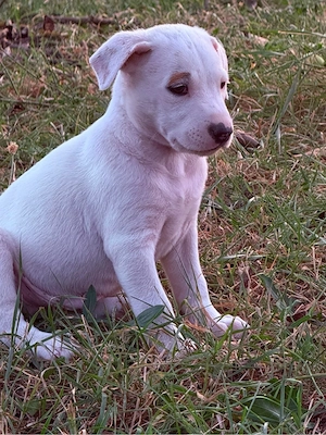 Donez catei amstaff  