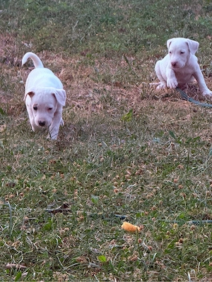 Donez catei amstaff   - imagine 5