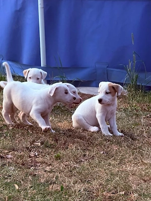 Donez catei amstaff   - imagine 3