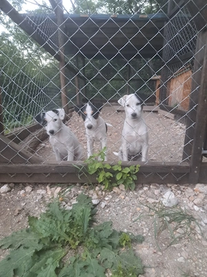Vand Jack Russel Terrier - imagine 3