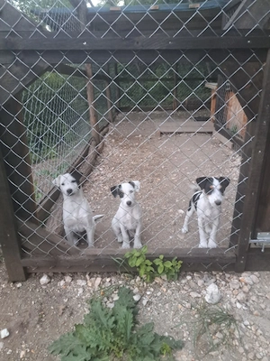 Vand Jack Russel Terrier - imagine 2