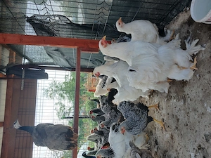 Cocosi de vânzare 