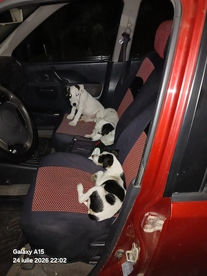 Vand Jack Russel Terrier - imagine 4