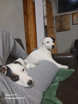 Vand Jack Russel Terrier - imagine 5