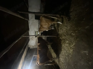 De vinzare vaca de 10ani preț 10500 gestantă în 8 luni foarte bună de lapte 30 l pe zi  - imagine 3