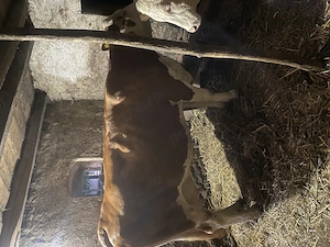 De vinzare vaca de 10ani preț 10500 gestantă în 8 luni foarte bună de lapte 30 l pe zi  - imagine 5