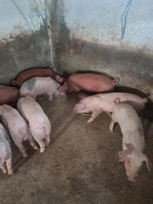 purcei 8 saptamani