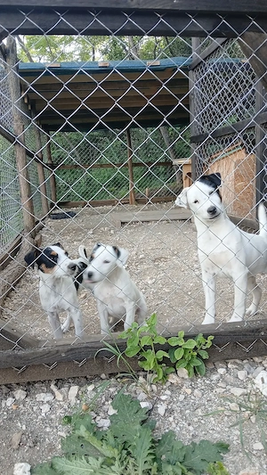 Vand Jack Russel Terrier