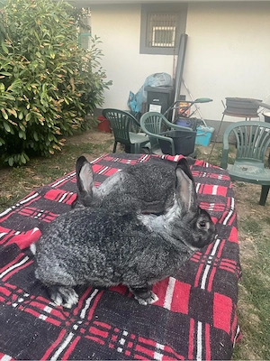 femele chinchilla iepuri