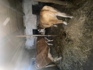 Jurinca 1 an si opt luni gestantă în 3 luni preț 8800 lei provine din mama buna de lapte telefon 074 - imagine 5