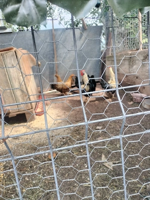 Vând cocoșei americani tineri de anul acesta 