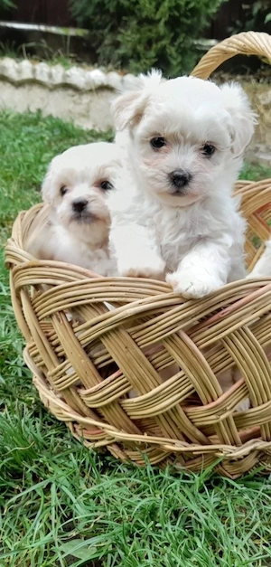 bichon maltesse mini  - imagine 3