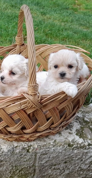 bichon maltesse mini  - imagine 4