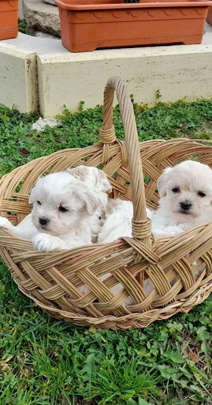 bichon maltesse mini  - imagine 5