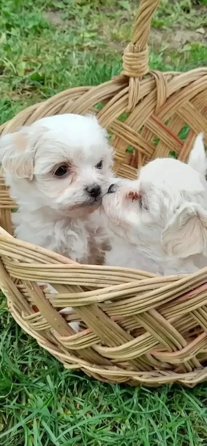 bichon maltesse mini 