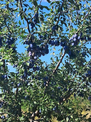 Prune stanlei