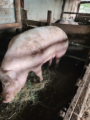 Porci de vânzare