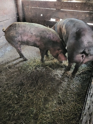Porci de vânzare - imagine 4