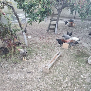 vand cocosi puicute de anul acesta din alese 