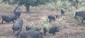 vand porci vietnamezi crescuti in libertate - imagine 3