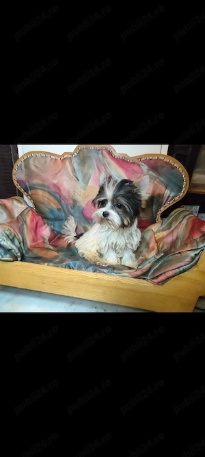 Yorkshire terrier mini Biewer - imagine 2