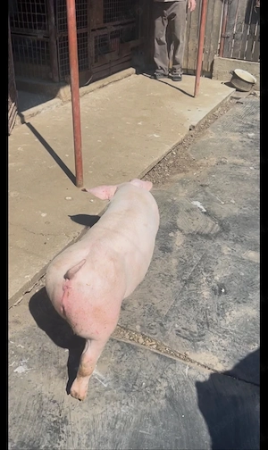 Vând porc bun 