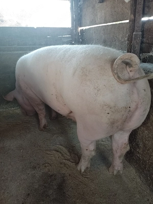 porci pietrain cu marele alb
