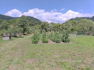 Casă din bârne cu teren la Mureș, la munte - imagine 3