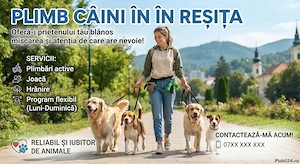  Plimb Câini   50 Lei Oră | Seriozitate și Grijă 