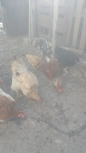 vând șase găini și doi cocoși - imagine 2