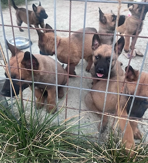 ciobanesc malinois - imagine 2