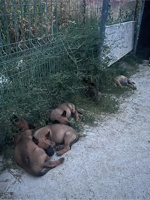 ciobanesc malinois - imagine 3