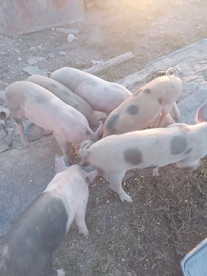 vind purcei de 10saptamini