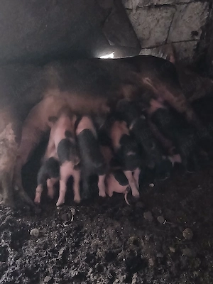 scroafe de vânzare cu purcei