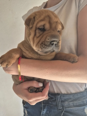 shar pei drăgălași  - imagine 4